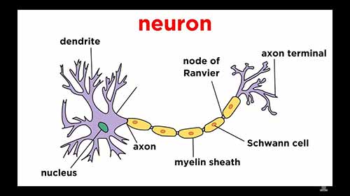 解剖学和生理学：神经组织