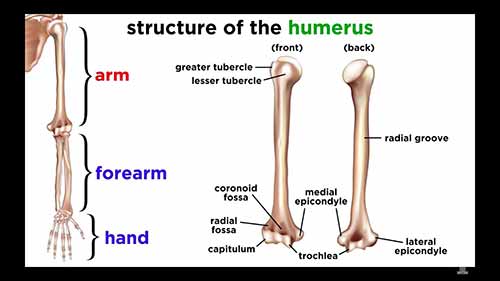 解剖学和生理学：骨骼系统