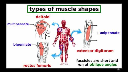 解剖学和生理学：肌肉系统
