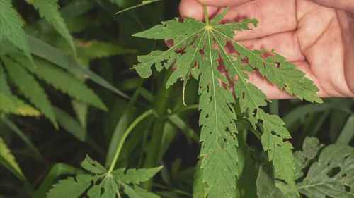 如何防治害虫对麻类植物的侵害