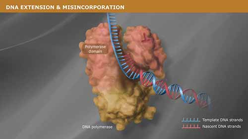 DNA复制过程中聚合酶的校对活性