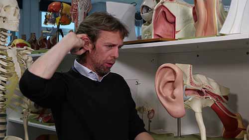 耳朵解剖学介绍