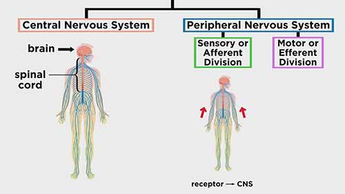 解剖学和生理学：自主神经系统