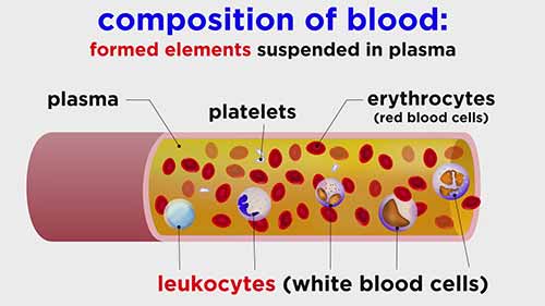 解剖学和生理学：血液的组成和功能