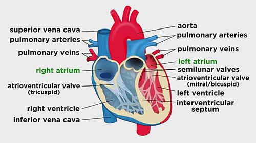 解剖学和生理学：循环系统之心脏