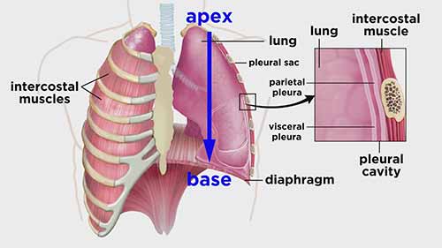 解剖学和生理学：呼吸系统