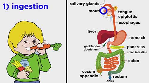 解剖学和生理学：消化系统