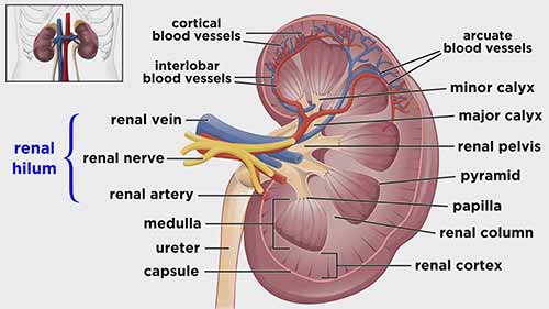 解剖学和生理学：泌尿系统