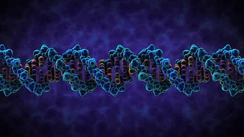 3D演示——DNA的结构