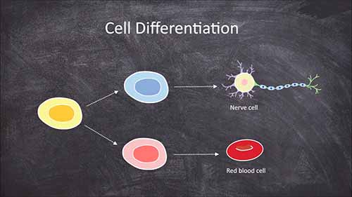 细胞分化与基因表达