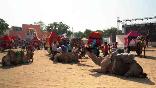 印度普什卡骆驼节