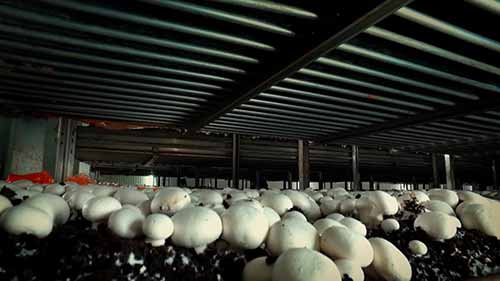加拿大最大的有机蘑菇农场