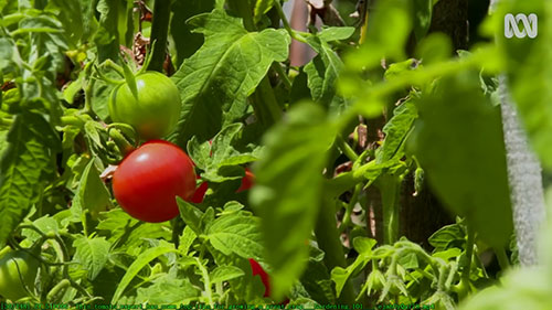 如何种植番茄