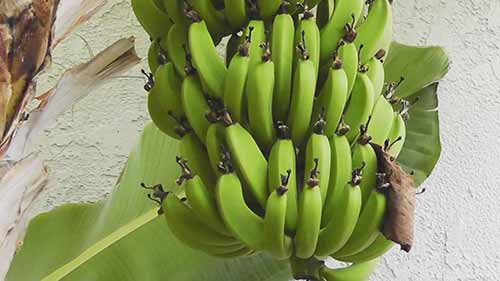 如何种植香蕉