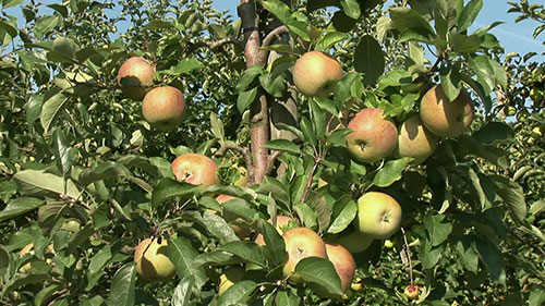 苹果园的智能灌溉系统