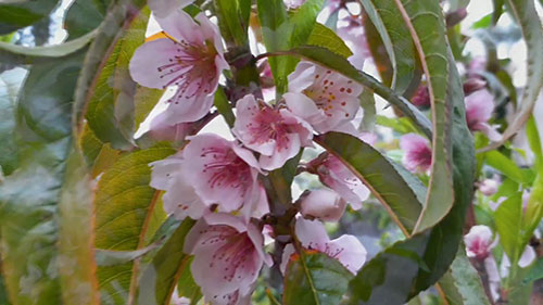 如何为桃树疏花