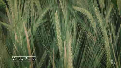 种植不同生长季的大麦品种