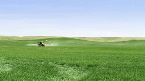 小麦种植中如何提高氮肥利用效率