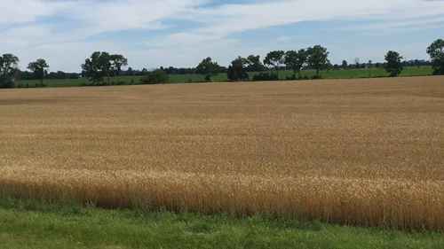 在美国特拉华州收割小麦