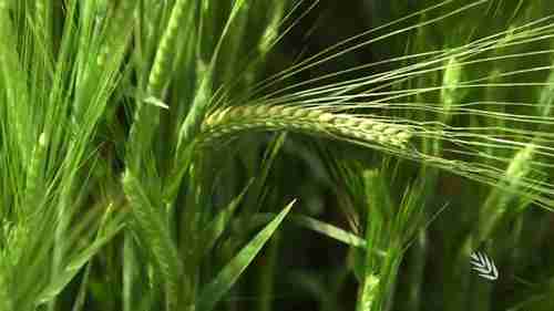 如何预测小麦大麦的花期