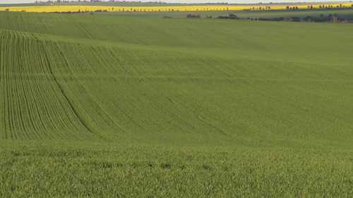 小麦的模板耕作方法