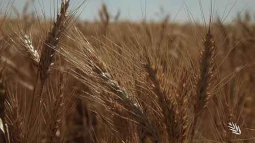 适应气候变化的小麦