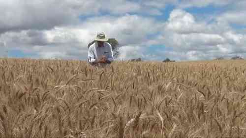 如何估算小麦产量