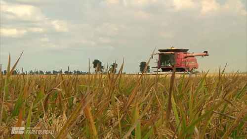美国密苏里州的水稻种植