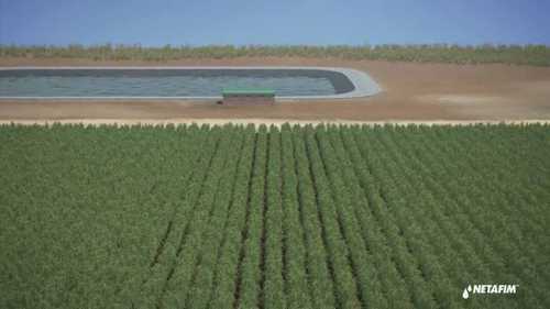甘蔗地安装地下滴灌系统