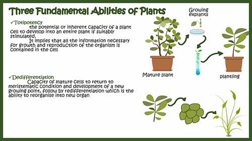 植物组织培养概述