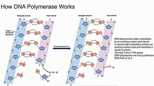 DNA聚合酶的作用机制
