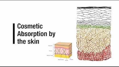 皮肤对护肤品的吸收