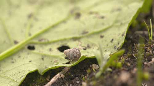 害虫与防治：蜗牛诱饵
