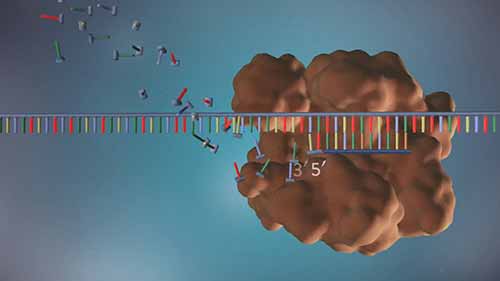 3D演示——DNA复制