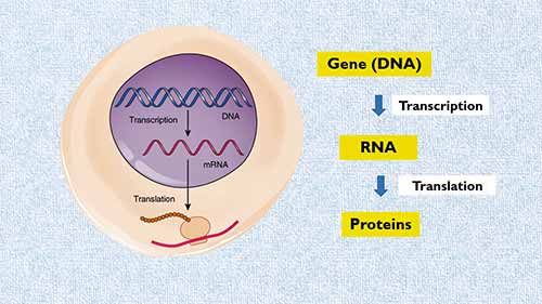 RNA印迹杂交原理