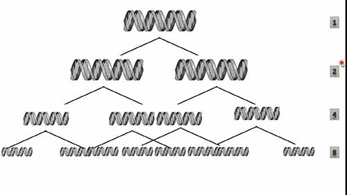聚合酶链式反应原理