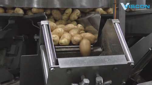 土豆自动包装生产线