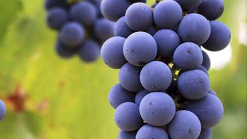 酿造波特酒的葡萄品种